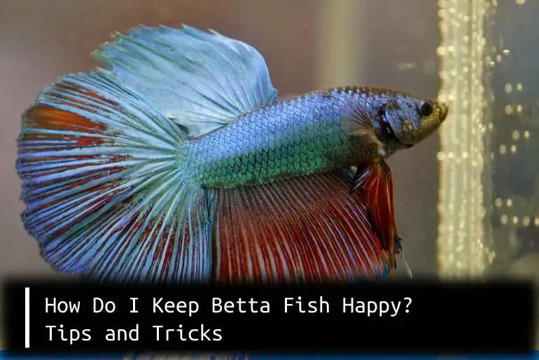 how do i keep betta fish happy