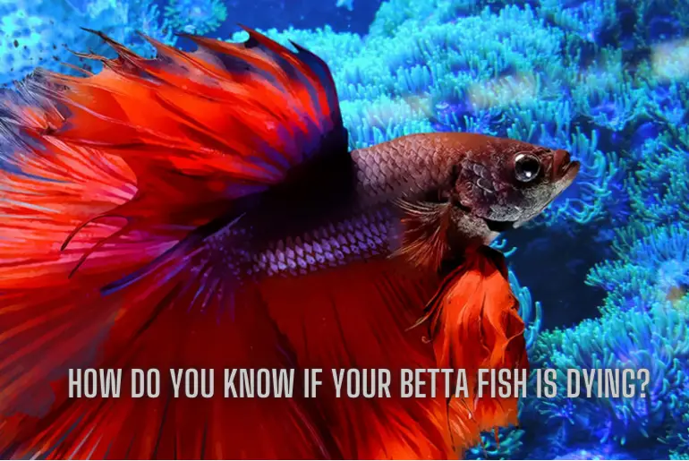 How Do You Know If Your Betta Fish Is Dying?
