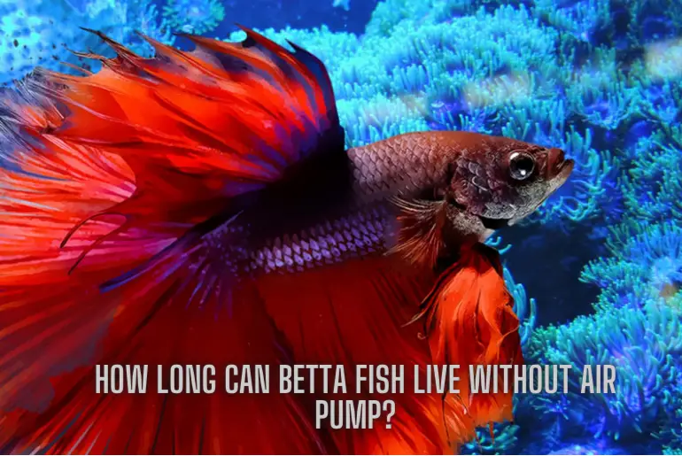 How Long Can Betta Fish Live Without Air Pump?