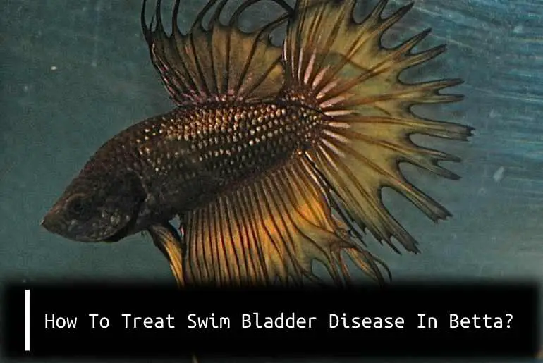 How To Treat Swim Bladder Disease In Betta?