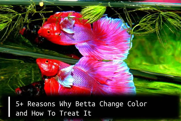 reasons-why-betta-change-color