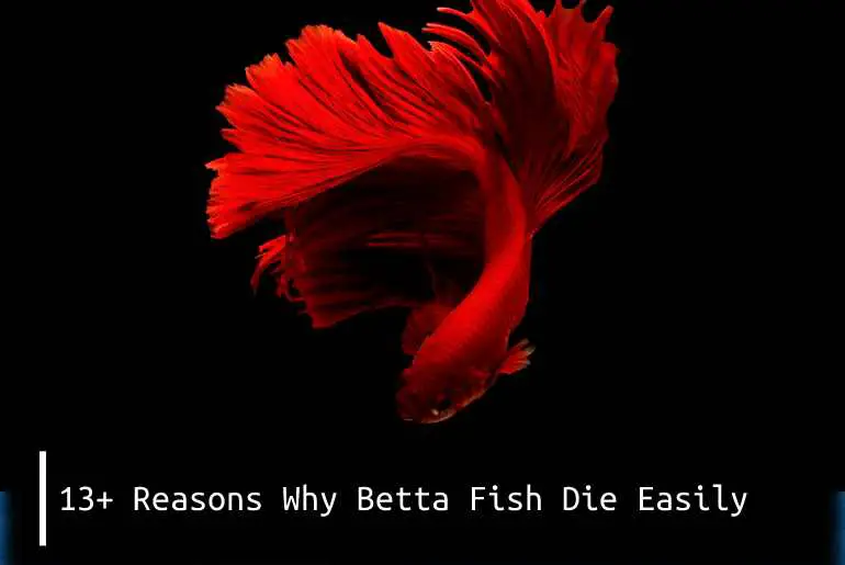 13+ Reasons Why Betta Fish Die Easily