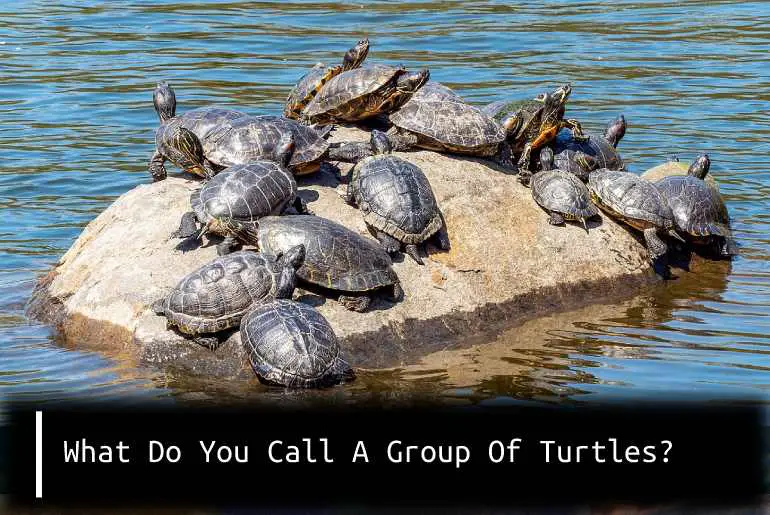 What Do You Call A Group Of Turtles?