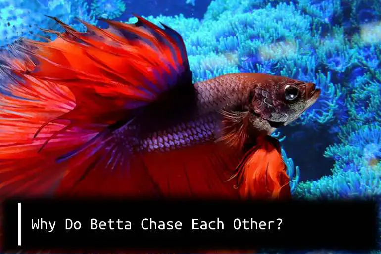 Why Do Betta Chase Each Other?