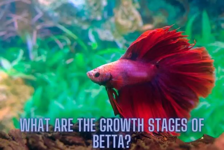 What Are The Growth Stages Of Betta?