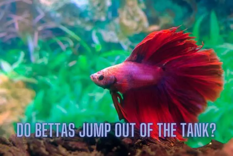 Do Bettas Jump Out Of The Tank?