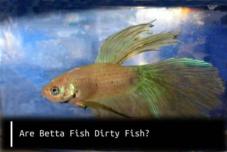 Are Betta Fish Dirty Fish?