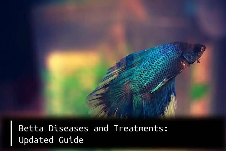 Betta Diseases and Treatments