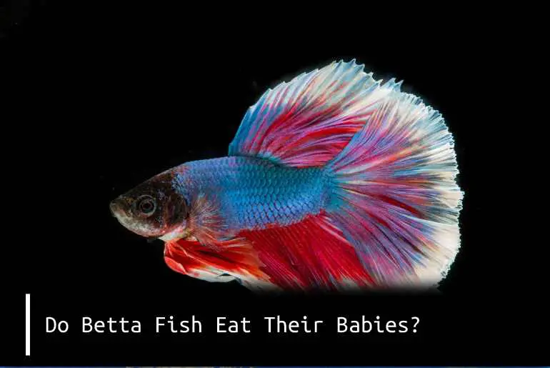 betta fish eat their babies