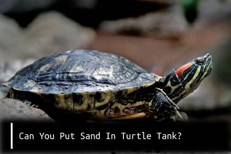 Can You Put Sand In Turtle Tank?