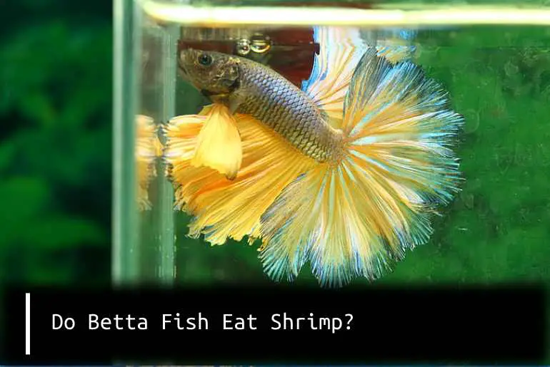 Do Betta Fish Eat Shrimp?