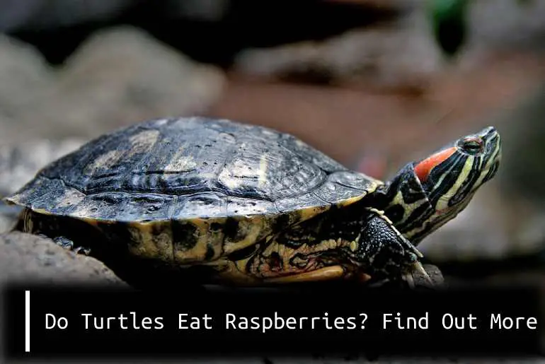 Do Turtles Eat Raspberries? Find Out More