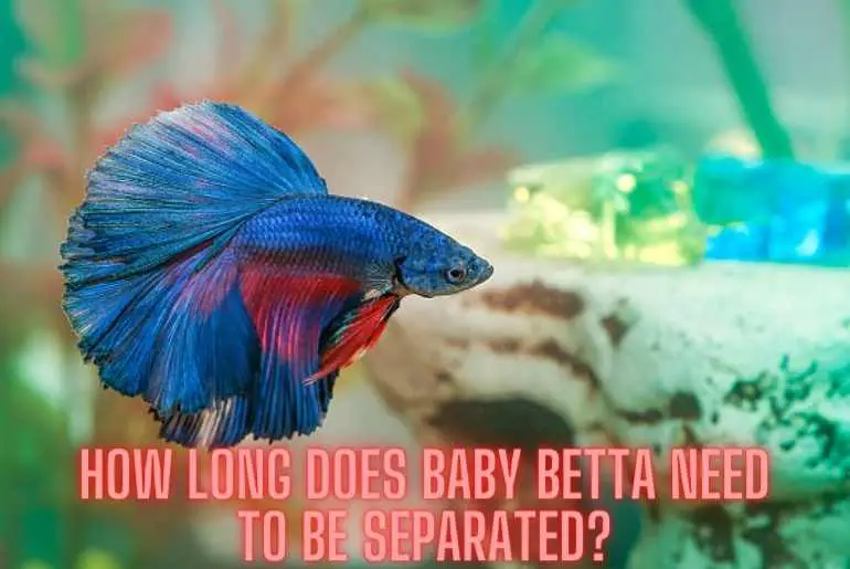 How Long Does Baby Betta Need To Be Separated?