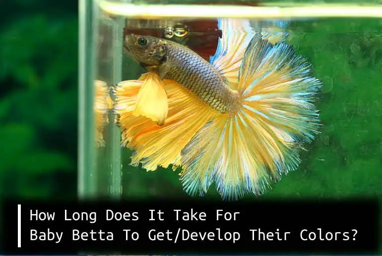 betta fry develop colors