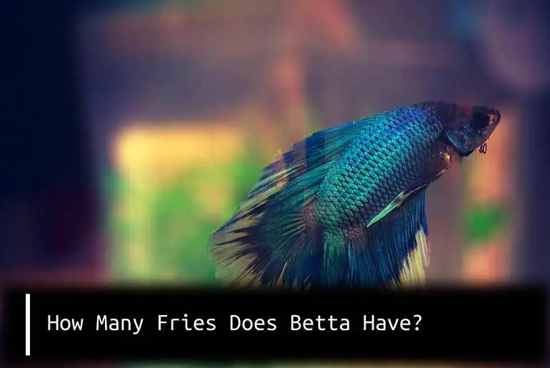 How Many Fries Does Betta Have?