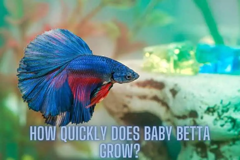 baby betta grow