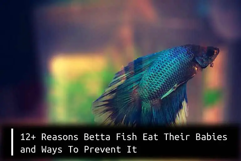 12+ Reasons Betta Fish Eat Their Babies and Ways To Prevent It