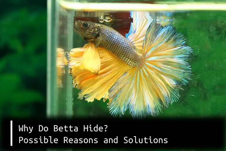Why Do Betta Hide? Possible Reasons and Solutions