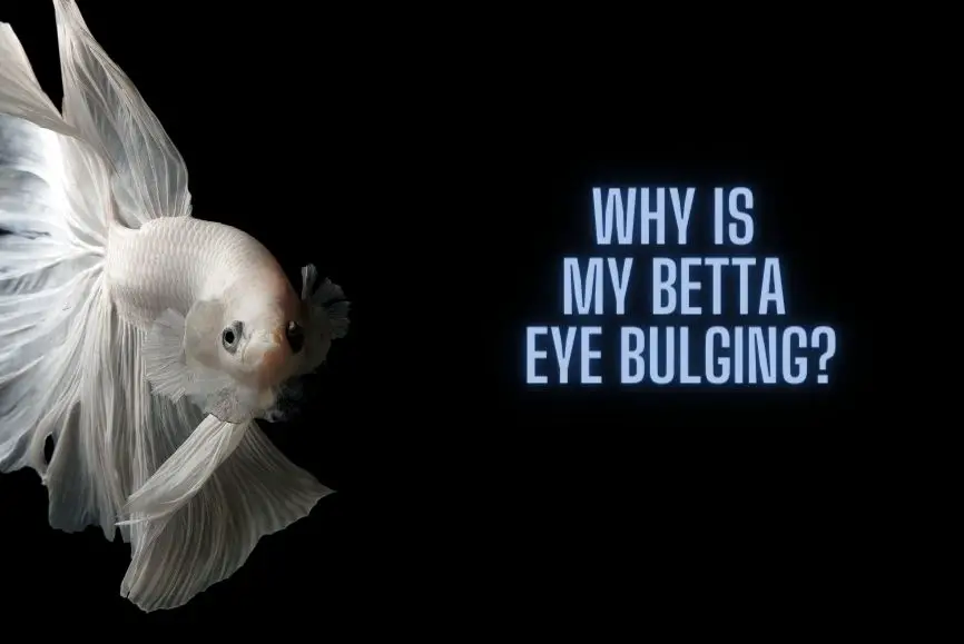 betta eye bulging