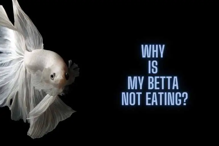 why is my betta not eating