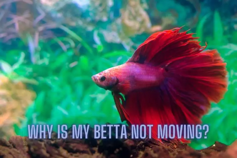 Why Is My Betta Not Moving?