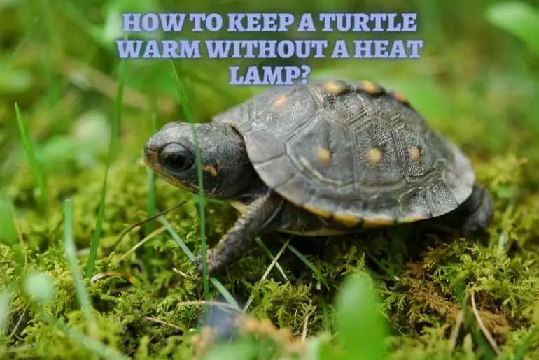 keep a turtle warm