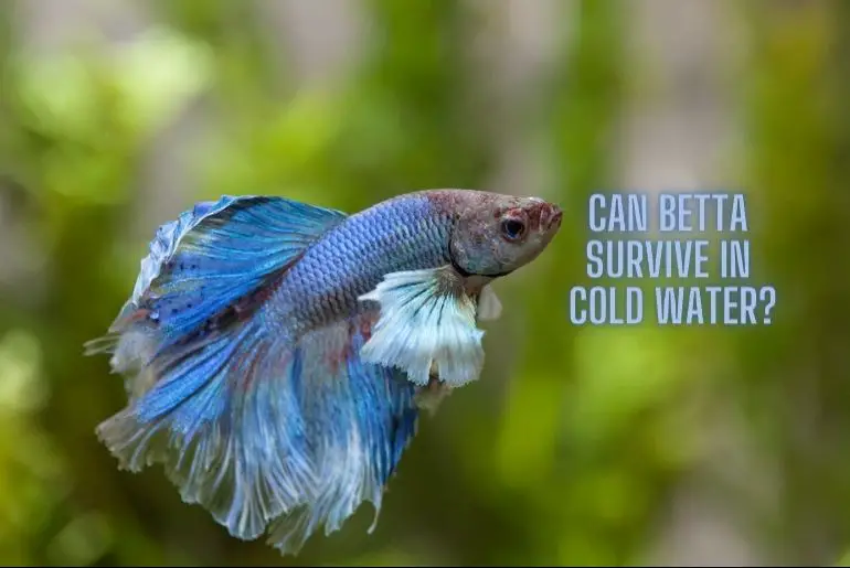 can-betta-survive-in-cold-water-fish-keeping-guide