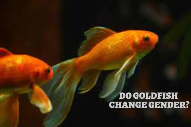 goldfish change gender