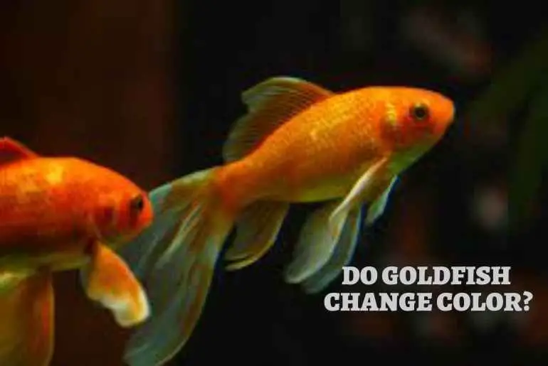 Do Goldfish Change Color?