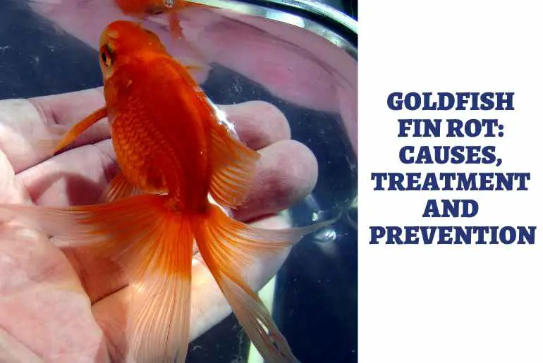 goldfish fin rot