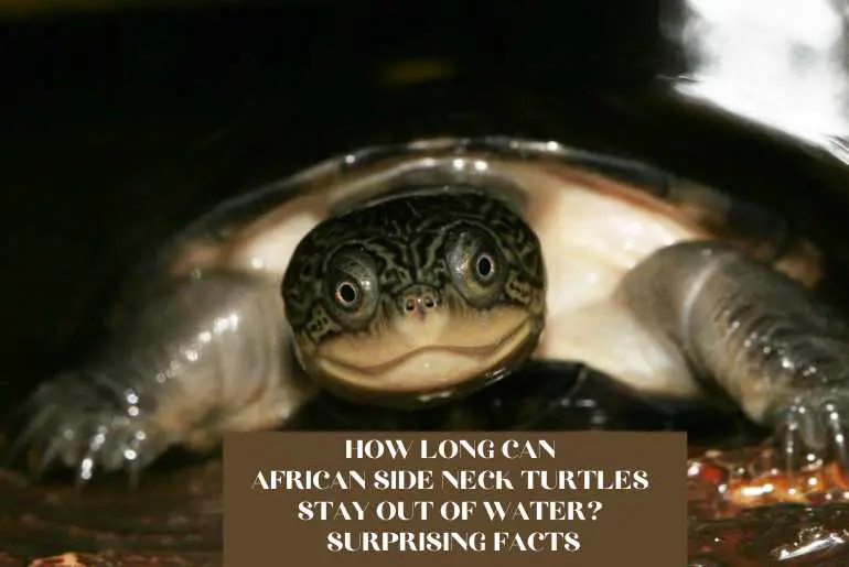 african side neck turtles stay out of water