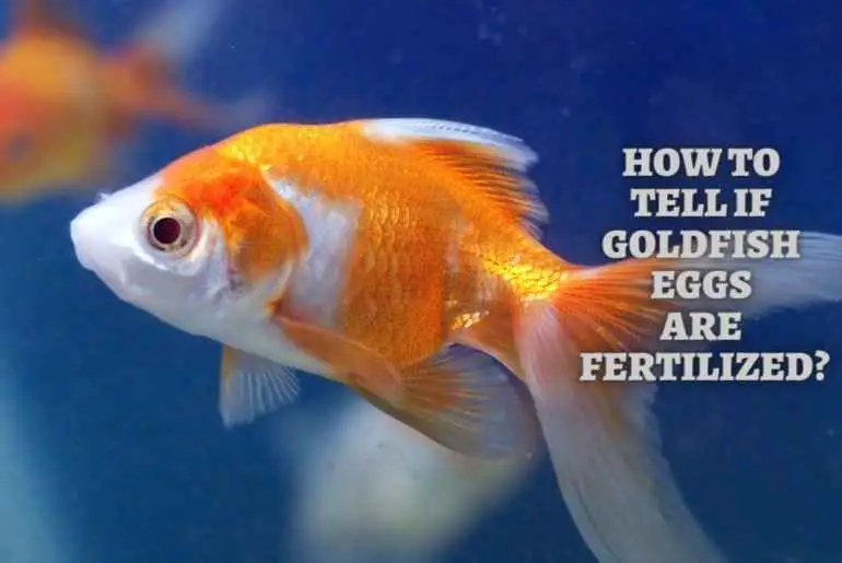 how to tell if goldfish eggs are fertilized