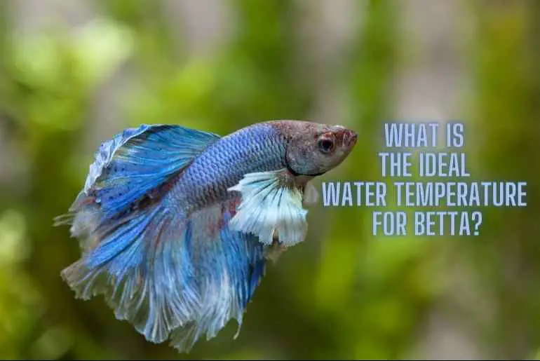 what-is-the-ideal-water-temperature-for-betta