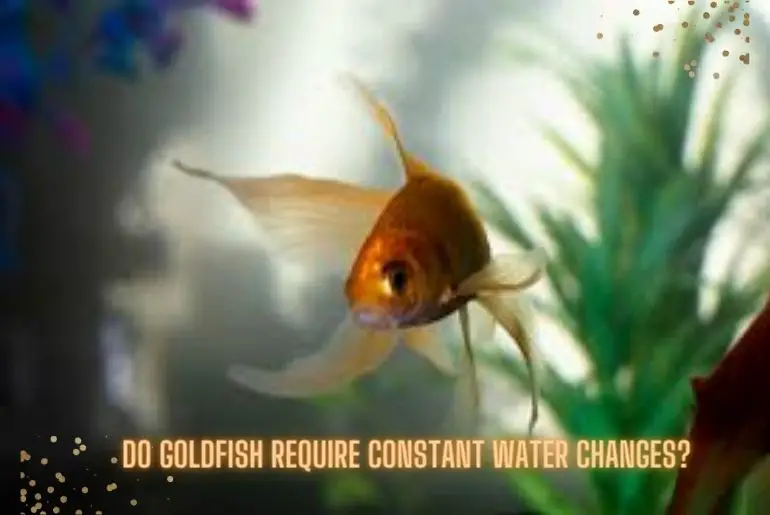 Do Goldfish Require Constant Water Changes?