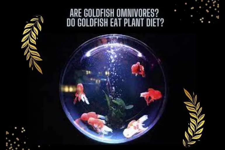 goldfish omnivores