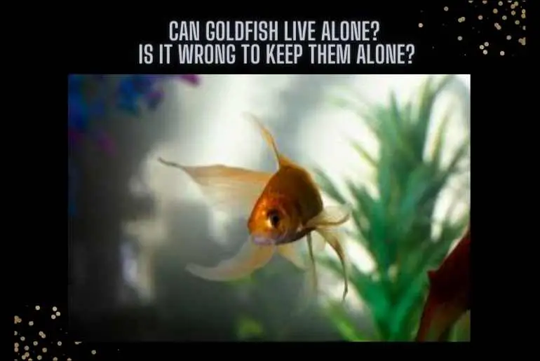 goldfish live alone