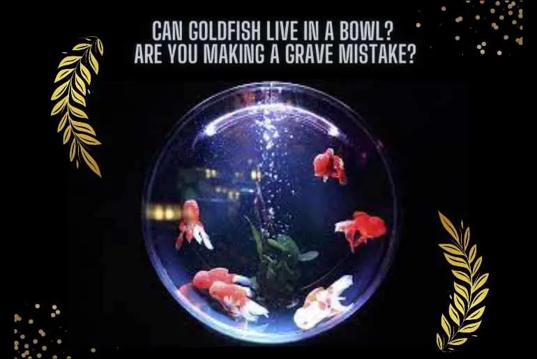 goldfish live in a bowl