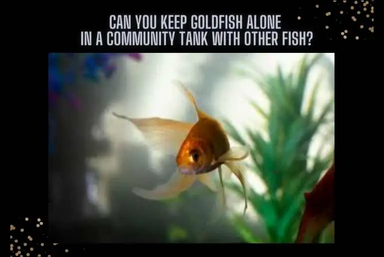 Can You Keep Goldfish Alone In A Community Tank With Other Fish?
