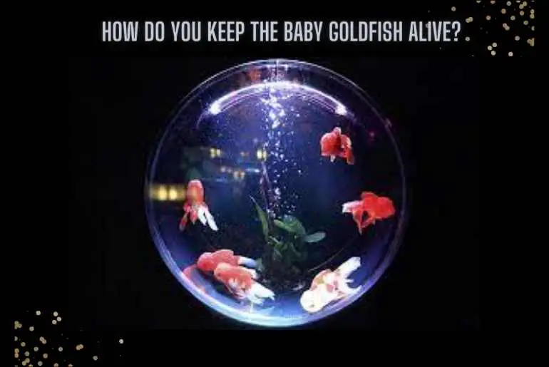 How Do You Keep The Baby Goldfish Alive?