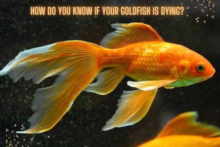 goldfish is dying