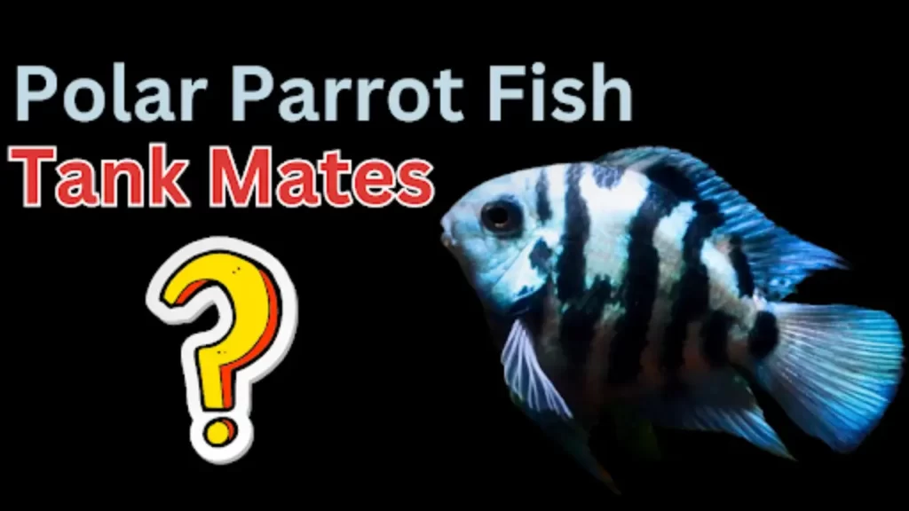 Tank Mates For Polar Parrot Fish