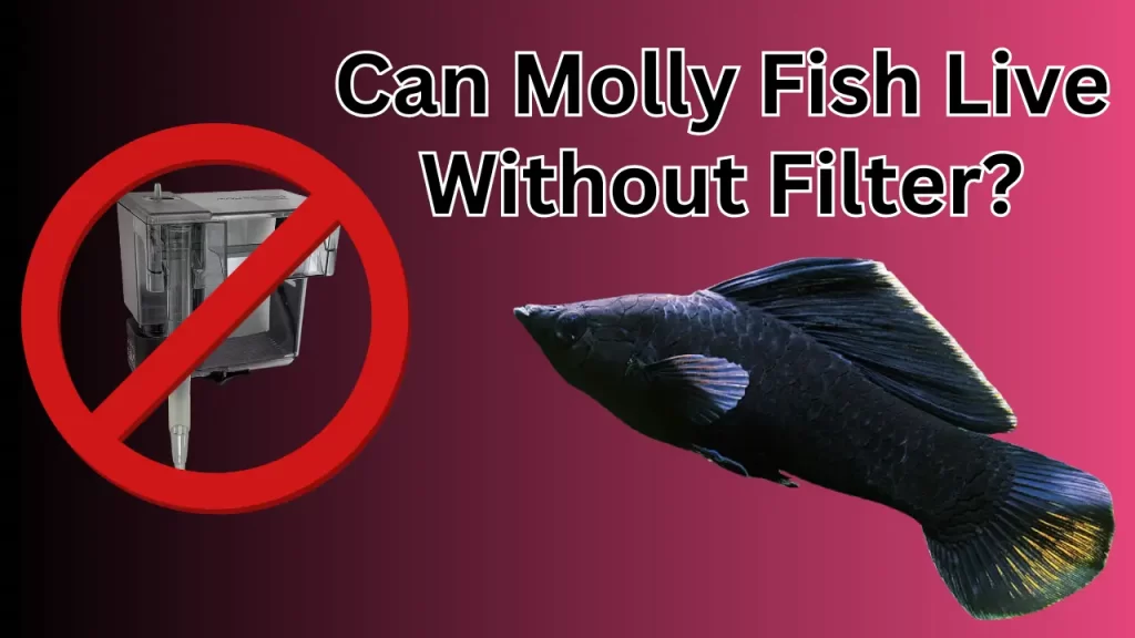 Can Molly Fish Live Without Filter